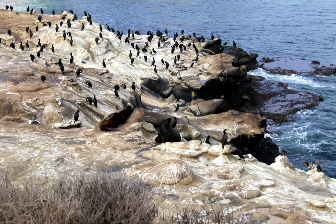 Sea Lions — La Jolla Marine Life