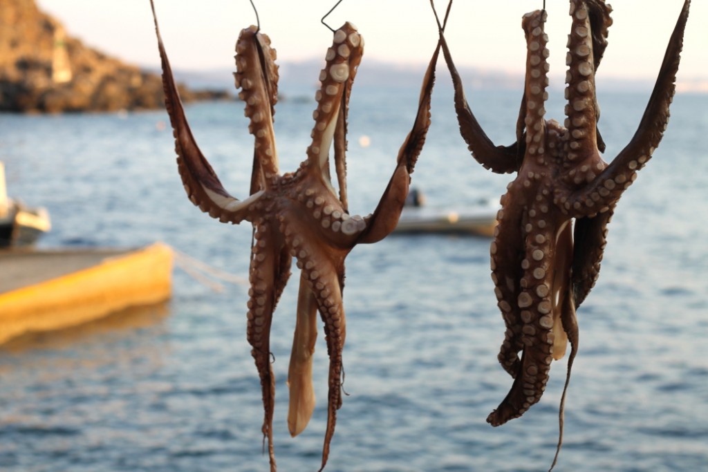 Octopus in Santorini