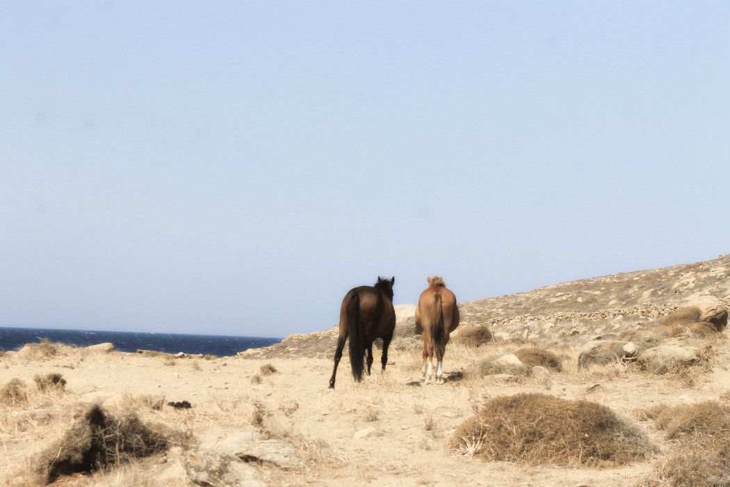 Mykonos Horses
