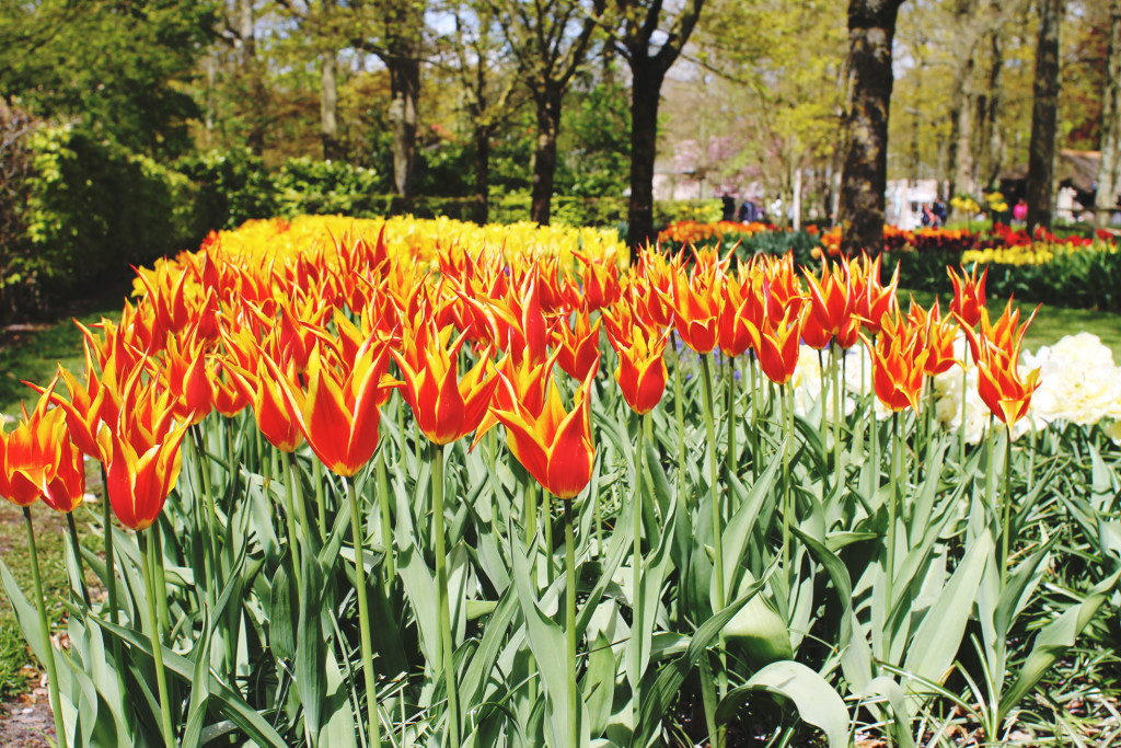 STYLEAT30 Travel + Fashion Blog - Keukenhof Gardens and Tulip Fields Tour from Amsterdam - Holland Tulips - 07