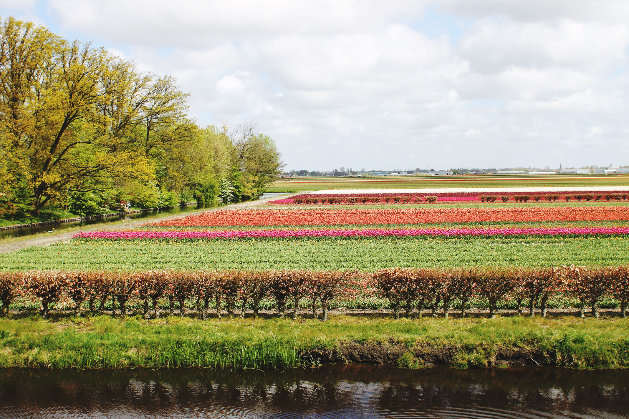 STYLEAT30 Travel + Fashion Blog - Keukenhof Gardens and Tulip Fields Tour from Amsterdam - Holland Tulips - 08