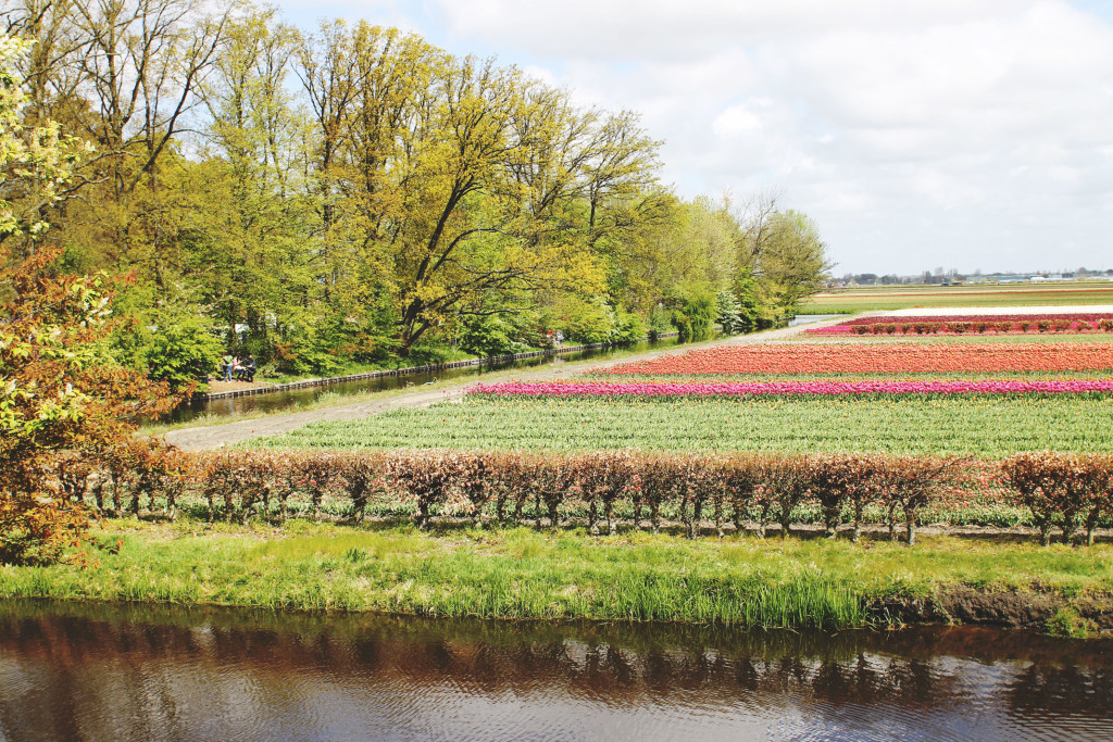 STYLEAT30 Travel + Fashion Blog - Keukenhof Gardens and Tulip Fields Tour from Amsterdam - Holland Tulips - 09
