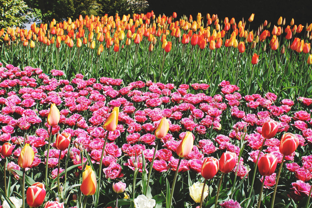 STYLEAT30 Travel + Fashion Blog - Keukenhof Gardens and Tulip Fields Tour from Amsterdam - Holland Tulips - 12