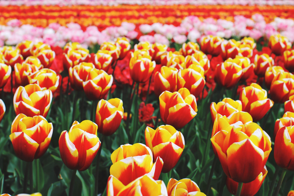 STYLEAT30 Travel + Fashion Blog - Keukenhof Gardens and Tulip Fields Tour from Amsterdam - Holland Tulips - 14