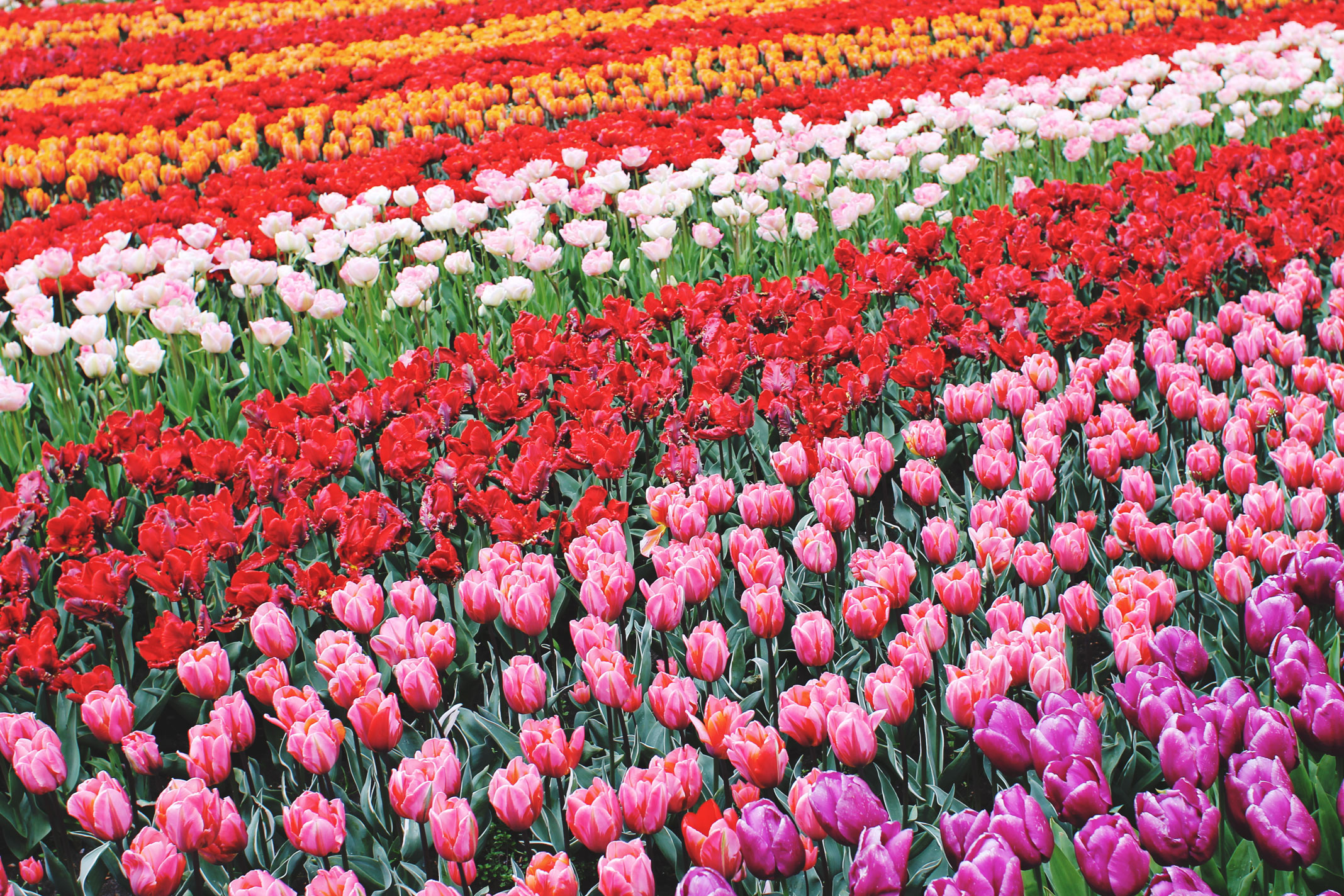 STYLEAT30 Travel + Fashion Blog - Keukenhof Gardens and Tulip Fields Tour from Amsterdam - Holland Tulips - 15