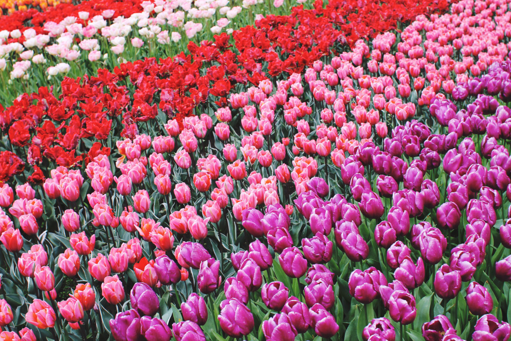 STYLEAT30 Travel + Fashion Blog - Keukenhof Gardens and Tulip Fields Tour from Amsterdam - Holland Tulips - 16