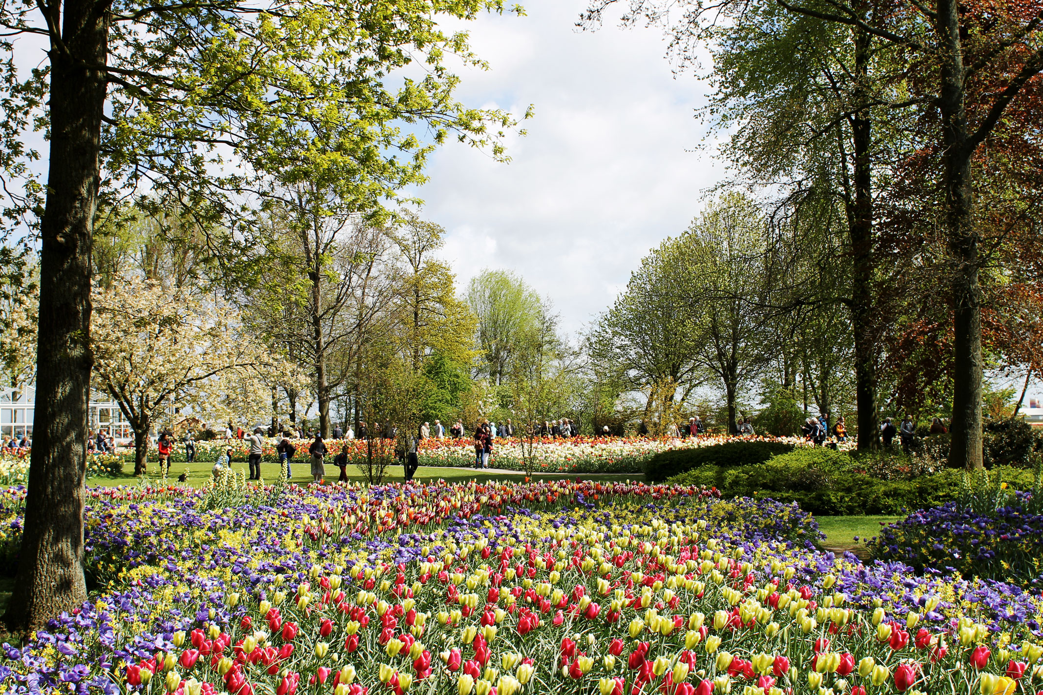 STYLEAT30 Travel + Fashion Blog - Keukenhof Gardens and Tulip Fields Tour from Amsterdam - Holland Tulips - 17