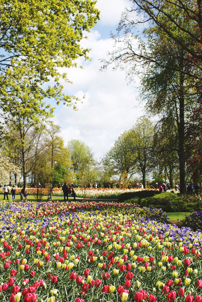 STYLEAT30 Travel + Fashion Blog - Keukenhof Gardens and Tulip Fields Tour from Amsterdam - Holland Tulips - 18