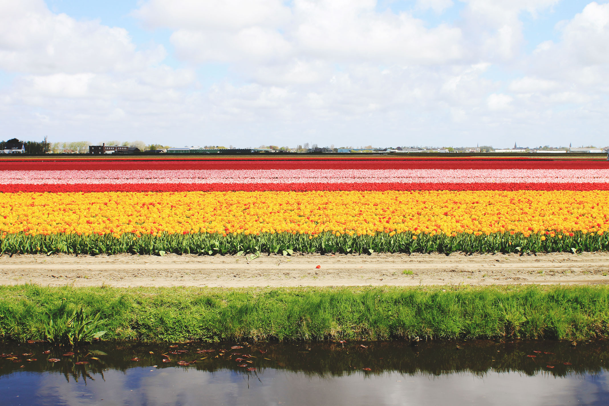 STYLEAT30 Travel + Fashion Blog - Keukenhof Gardens and Tulip Fields Tour from Amsterdam - Holland Tulips - 21