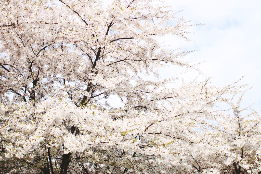 STYLEAT30 Travel Blog - Copenhagen Sakura Festival - Cherry Blossoms Denmark - 01