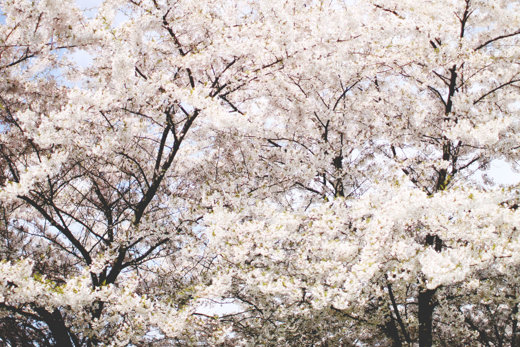 STYLEAT30 Travel Blog - Copenhagen Sakura Festival - Cherry Blossoms Denmark - 02