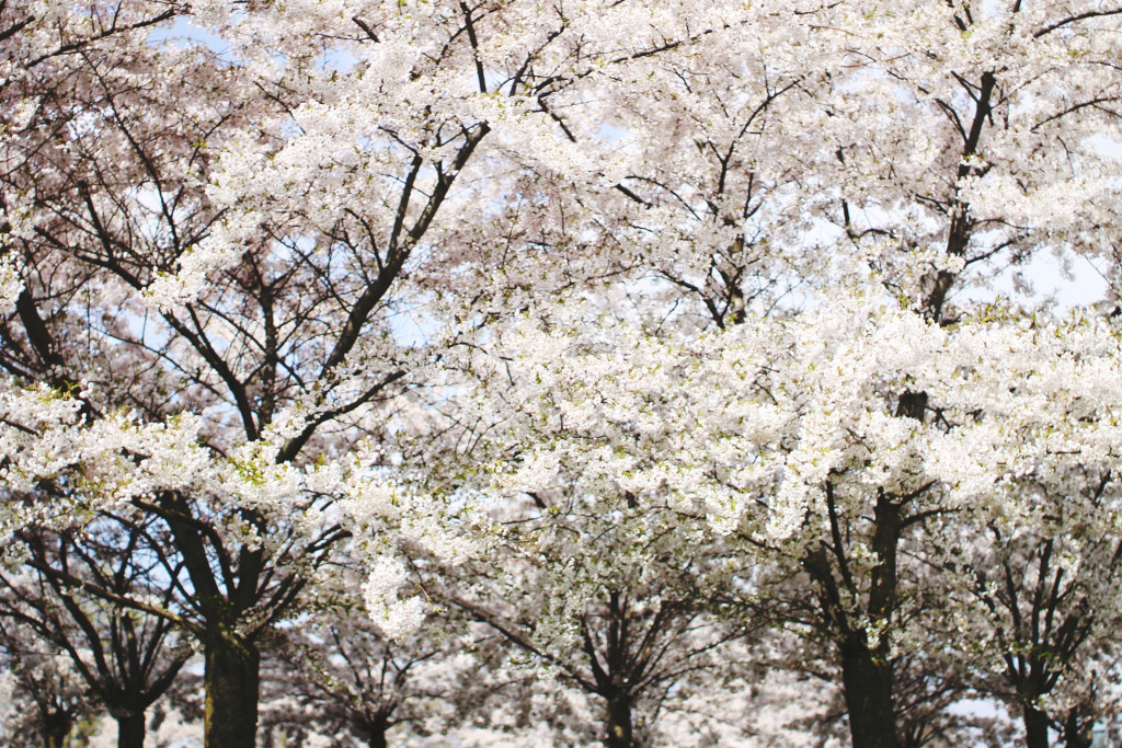 STYLEAT30 Travel Blog - Copenhagen Sakura Festival - Cherry Blossoms Denmark - 03