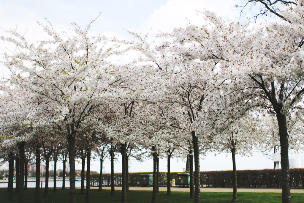 STYLEAT30 Travel Blog - Copenhagen Sakura Festival - Cherry Blossoms Denmark - 07