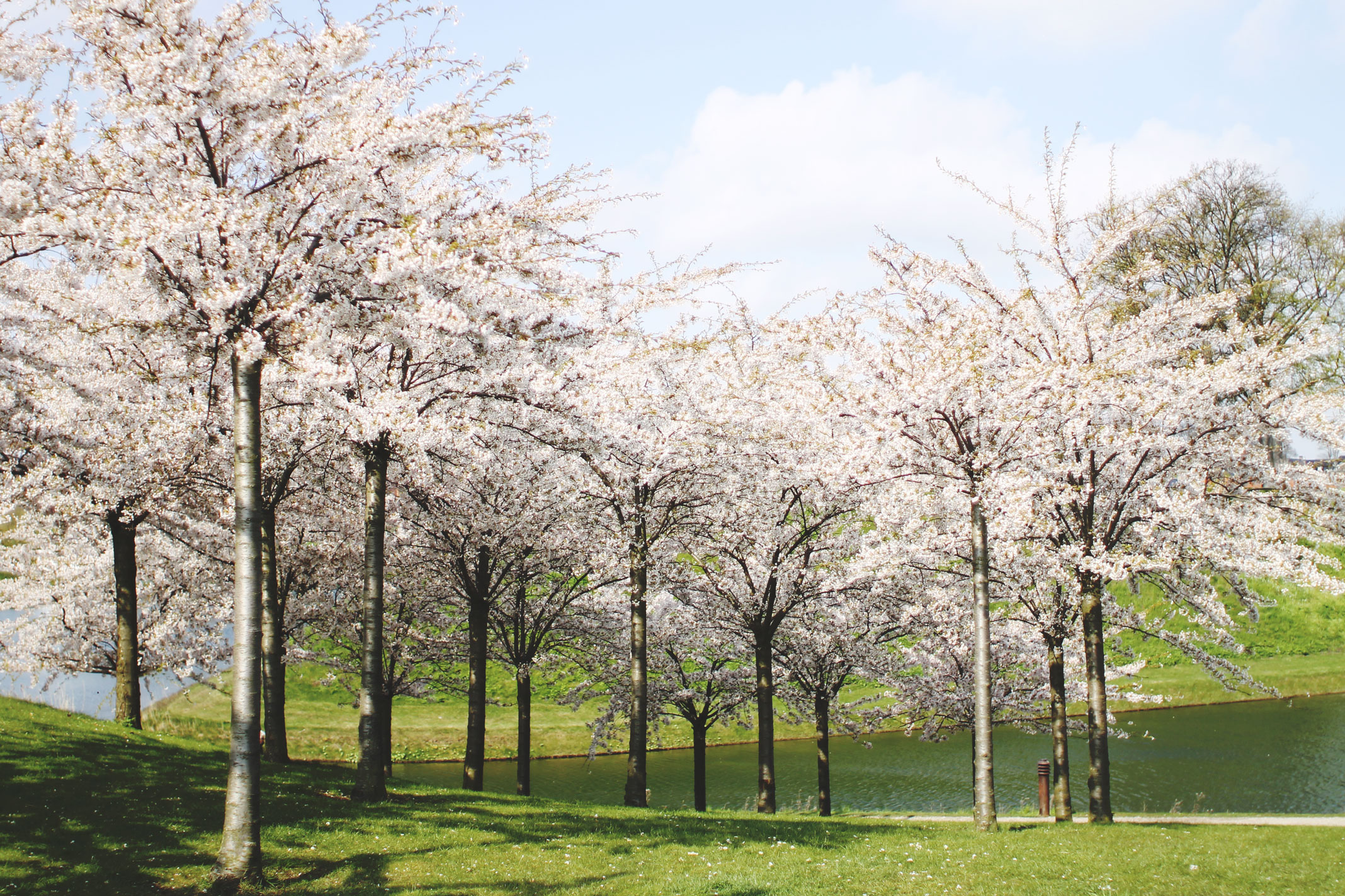STYLEAT30 Travel Blog - Copenhagen Sakura Festival - Cherry Blossoms Denmark - 12